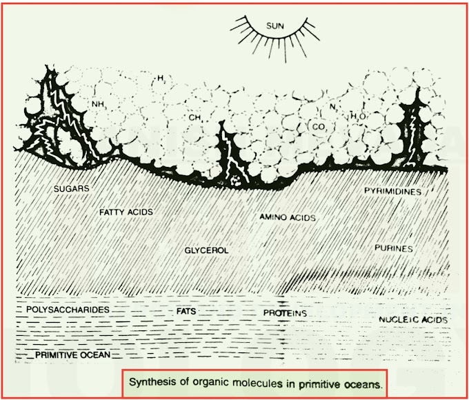 Modern Theory or Oparin - Haldane Theory of Origin of Life - Chemical Evolution (Chemogeny)