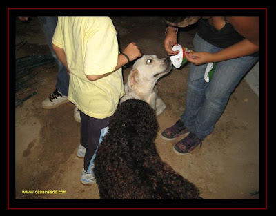 Festa de Anos Canina dos Golden Retriever puppies