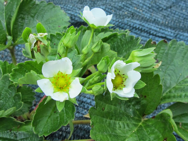 Fiori di fragole