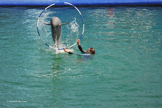 Mãn nhãn show cá heo tại Vin Wonder Nha Trang