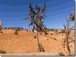 Bottle Brush Tree 1600 years old