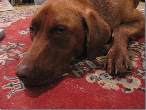 dogs 015