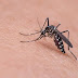 Cuidados com a Dengue: Como Prevenir e Proteger a Saúde