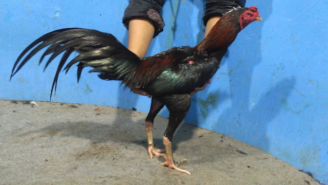 Jual Ayam Bangkok Super Teknik Pukul K.O Ukuran 6 Umur 9 Bulan