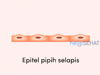Macam-macam Jaringan Epitel