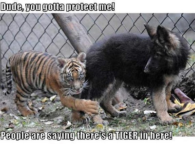 Funny Animal Demotivational Posters Seen On lolpicturegallery.blogspot.com