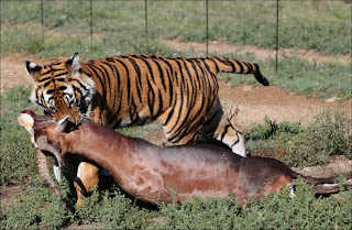 indochinese tiger