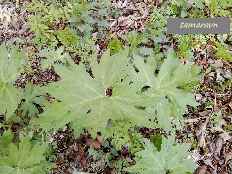 Белокопытник Татеваки (Petasites tatewakianus)