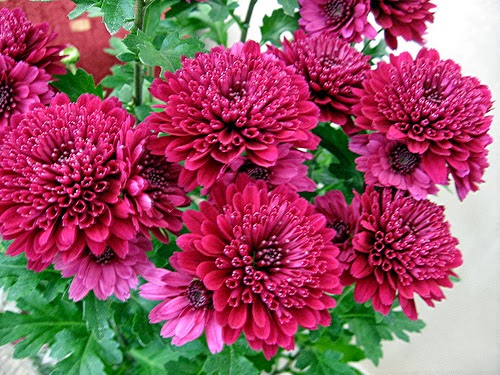  Meanings, Chrysanthemum Pictures, Chrysanthemum Colors click here