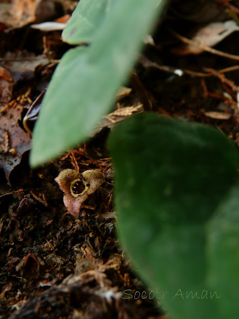 Asarum nipponicum