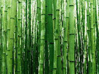 Bamboo wallpaper