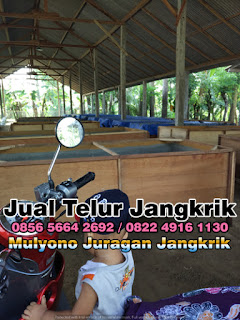 Harga Jual Telur Jangkrik Super Tujuan Lamongan Jawa Timur 085656642692