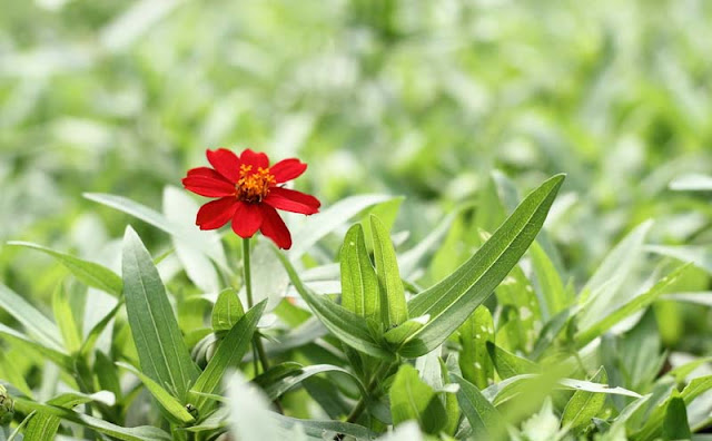 Narrow-Leaf Zinnia Flowers