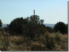 05_plant3a