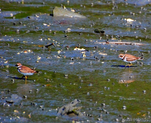 6. plovers in mud-kab