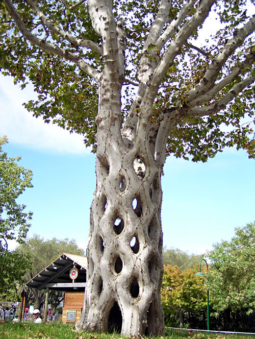 The unusual tree.2