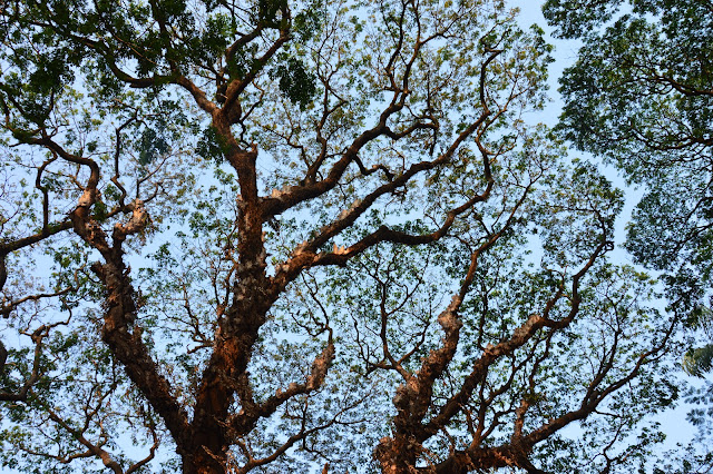 Promenade au bord de l'eau à Fort Cochin