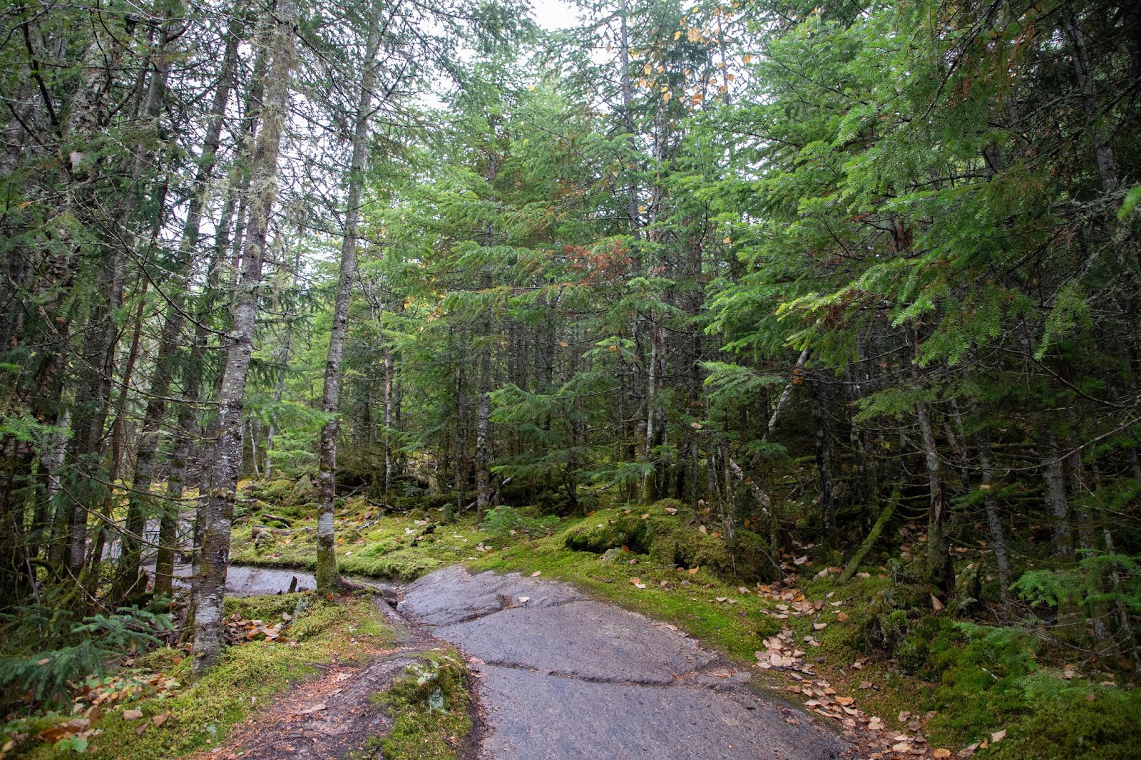 https://www.notebook.ldmailys.com/2020/01/escapade-parc-de-la-jacques-cartier.html