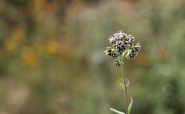 Joe-Pye Weed Flowers