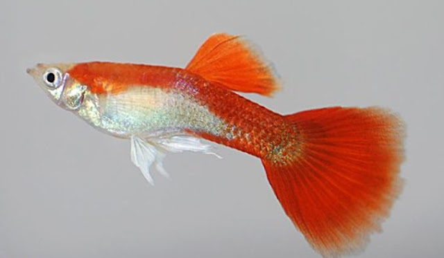 Jenis Ikan Guppy Red Blonde