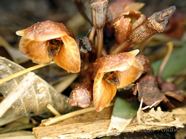 Gastrodia pubilabiata