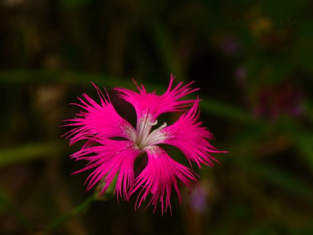 Dianthus superbus