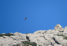 Booted Eagle - Boquer Valley, Mallorca