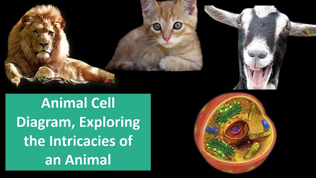 Animal Cell Diagram, Exploring the Intricacies of an Animal