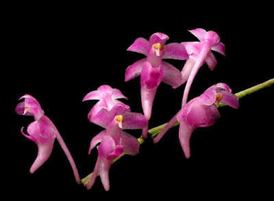 Aerides huttonii care and culture