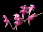 Aerides huttonii care and culture