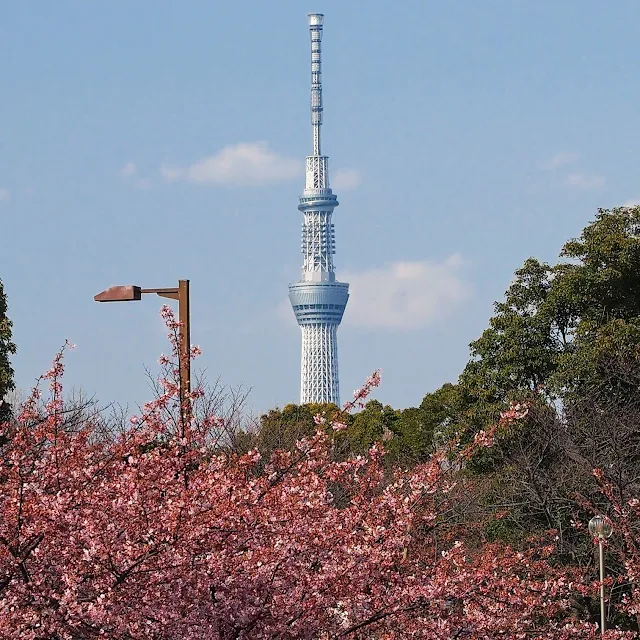 木場公園　大横川　河津桜　寒緋桜　スカイツリー