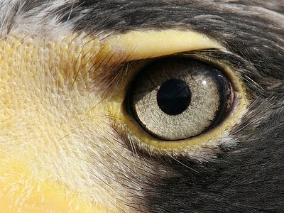 Unique Facts About Human Eyes