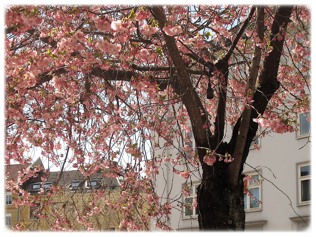 Kirsebærtrærne blomstrer fint i Kjølberggata på Tøyen i Bydel Gamle Oslo.