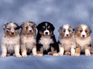 Cute Dog Wallpapers