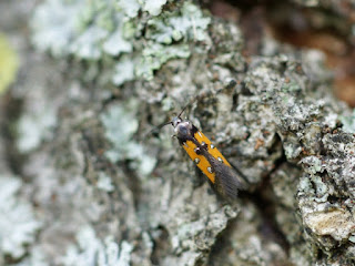 Chrysoclista linneella - Pyrale de l'écorce du tilleul - Perceur de l'écorce du tilleul