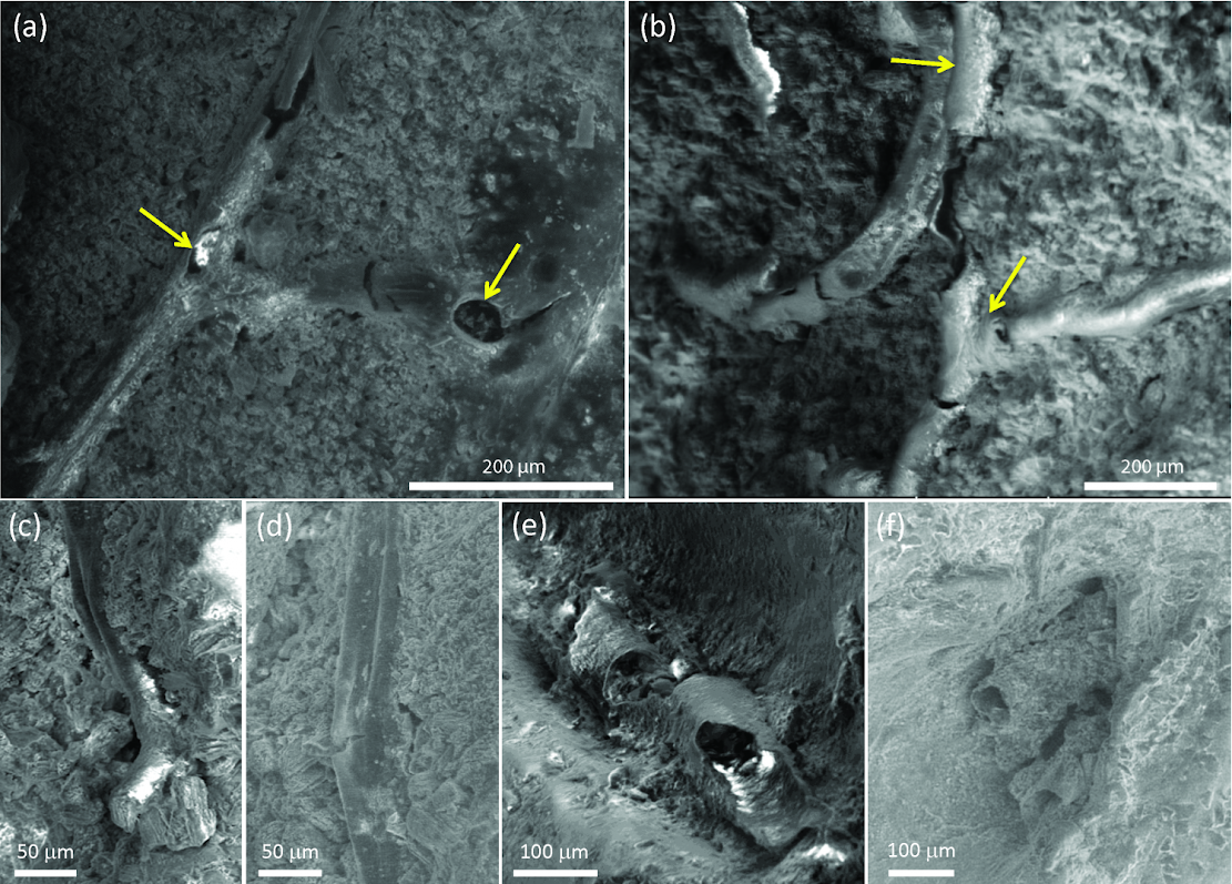 Fossilized dinosaur brain tissue identified for the first time