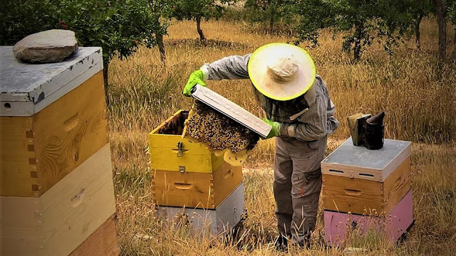 Μελισσοκόμος για μια μέρα στο Μουσείο Μελιού Ermionis στο Κρανίδι