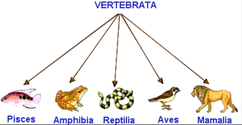 Klasifikasi Hewan  Vertebrata  dan Invertebrata