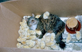 funny animal pictures, a cat and chicks
