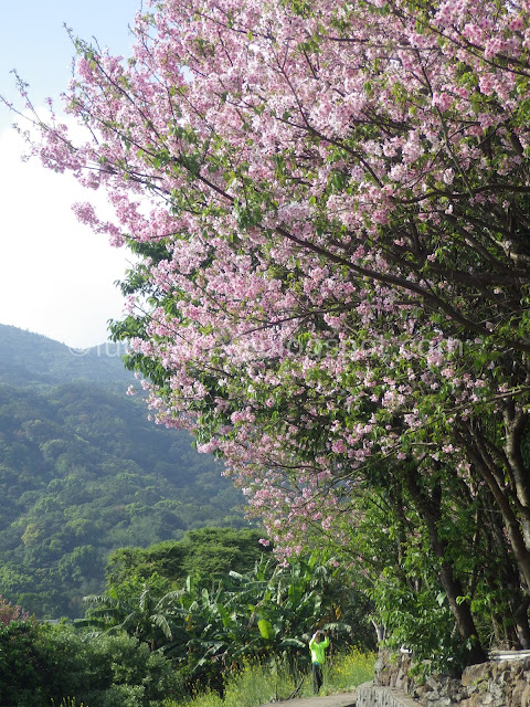 Taipei cherry blossoms