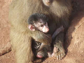 baby baboon