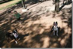1st half Puppy Day 024