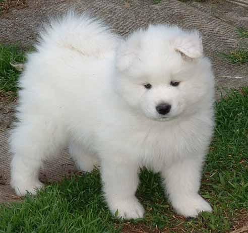 Samoyed Dog Breed Photos Dog Pictures Online