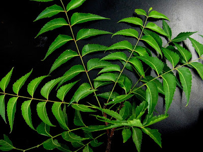 learn-how-many-benefits-of-neem-leaf-good-health-news