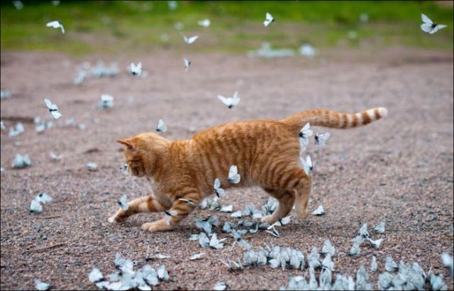 A cat playing with butterflies, cat and butterflies