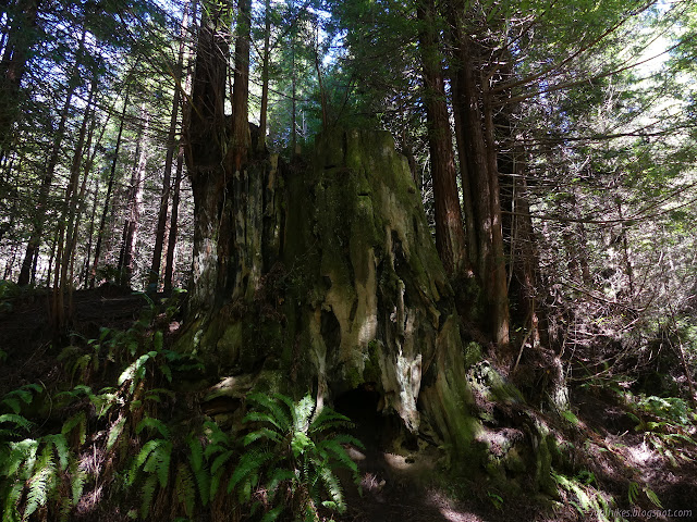 sprouting stump