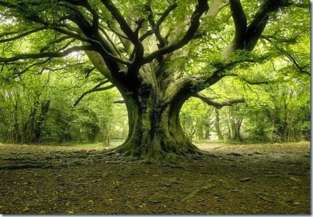 albero1