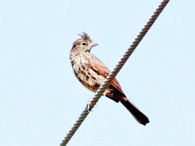 "Crested Bunting Melophus lathami,  Immature male, perched on wire."