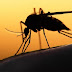 Mosquitos transgênicos liberados em Juazeiro (BA) em 2011 não funcionam e colocam a saúde da população em risco, alerta GeneWatch