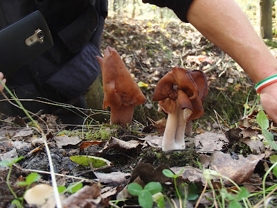 Gyromitra infula piestrzenica infułowata